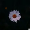 davi_ghol_ff