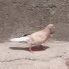 azharghanim