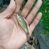 ikan kecil