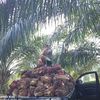 hanya_nelson