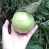 nindhiayp