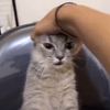 kittenindistraught1126