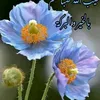 hudama599