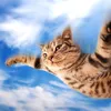 kucing_terbang99
