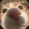 doanbhjy