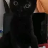 liliacsenti