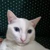 dazetako