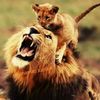 mohamad_karout
