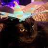 quiltingcatsandbats