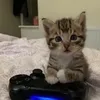 hi_lolhajrah123