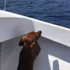kopethedoxie