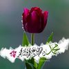 om.tariqsh