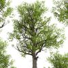 blue_ash_tree