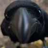 p3tit_cherie