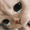 userrksng00__