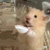 thienanhlinus2