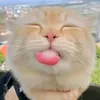 khanhlinh_n54