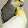 mohammedmohammedl46