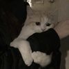 _ukhtia.swd