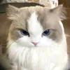 anh_van0911