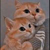 comel.ting