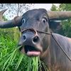 yeeslnwza