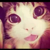 helo_slk