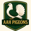 aahpigeons