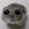 senorpatatata