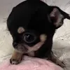 lbxinhiu