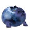 seallover_lepka