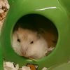 hamster990528