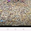 kakang_20