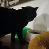 brujo_el_mejor_gato
