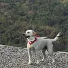 taistopiik