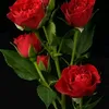 user5219868595541