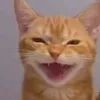 kchycutevcl