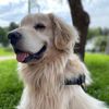 matiasretriever