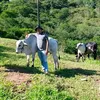 edybatista6748
