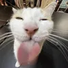 goofyandreiguy