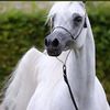 q8sultan0