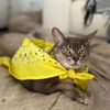 abby.cat_