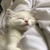 cutecilcil