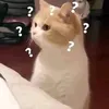 tmt_vanie