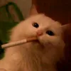 ahmdsyf55
