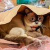_tobi1212