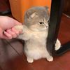 fluffypawz027