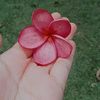 qilla_7a