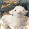 pipyau_14