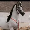 user95rugiqevb